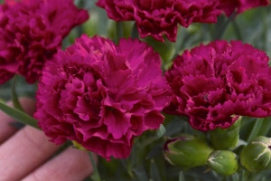 Dianthus 'Cranberry Cocktail' 